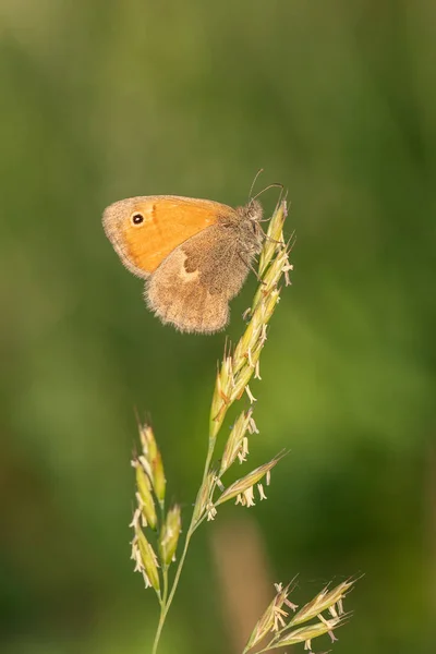 Сцена Природы Бабочкой Coenonha Pamphilus Макро Снимок Бабочки Small Heath — стоковое фото