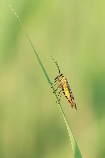 Bela Cena Natureza Com Inseto Mecoptera Macro Tiro Inseto Mecoptera — Fotografia de Stock