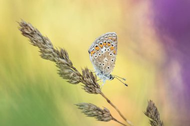 Kelebek ortak mavi (Polyommatus icarus) ile güzel doğa sahne. Makro çekim kelebek ortak mavisi (Polyommatus icarus) çim. Doğa ortamlarında yaygın mavi (Polyommatus icarus) kelebek.