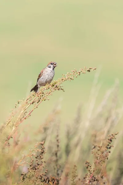 Belle Scène Nature Avec Oiseau Bruant Arboricole Eurasien Passer Montanus — Photo