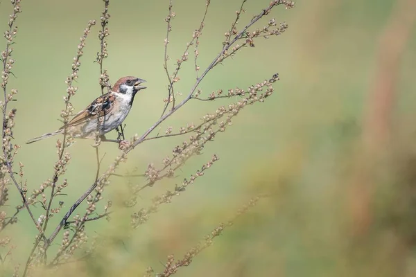 Prachtige Natuur Scène Met Vogel Euraziatische Ringmus Passer Montanus Dieren — Stockfoto