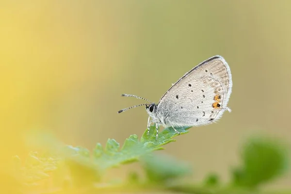 Όμορφη Φύση Σκηνή Πεταλούδα Κοντός Παρακολουθημένο Μπλε Cupido Argiades Πυροβολισμό — Φωτογραφία Αρχείου