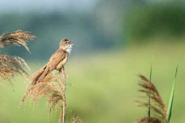 Güzel doğa sahne büyük kamışçın (Acrocephalus arundinaceus) ile. Yaban hayatı büyük kamışçın (Acrocephalus arundinaceus) çiçek üzerinde bir kadeh. Büyük kamışçın (Acrocephalus arundinaceus) doğa ortamlarında.