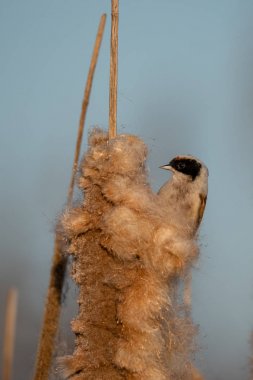 Beautiful nature scene with Eurasian Penduline Tit (Remiz pendulinus). Wildlife shot of Eurasian Penduline Tit (Remiz pendulinus) on the grass.