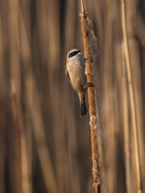 Beautiful nature scene with Eurasian Penduline Tit (Remiz pendulinus). Wildlife shot of Eurasian Penduline Tit (Remiz pendulinus) on the grass.