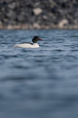 Kuş Ortak merganser (Mergus merganser) ile güzel doğa sahnesi. Gölde kuşun vahşi yaşam görüntüsü. Doğa habitatında kuş.
