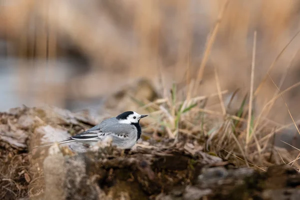 Hermosa Escena Natural Con Wagtail Blanco Motacilla Alba Foto Vida — Foto de Stock