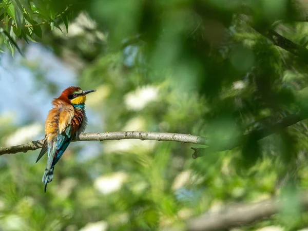 Прекрасна Природа Сцени Європейським Бджолоїдом Merops Apiaster Дикій Природі Гілці — стокове фото