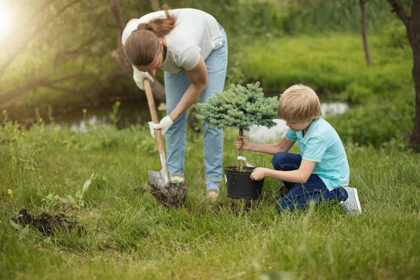 Lachende volwassen vader en zijn zoon planten een boom buiten in het park. — Stockfoto