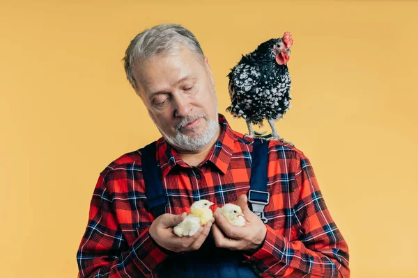 Viejo con una gallina en el hombro está mirando a los pollitos amarillos — Foto de Stock