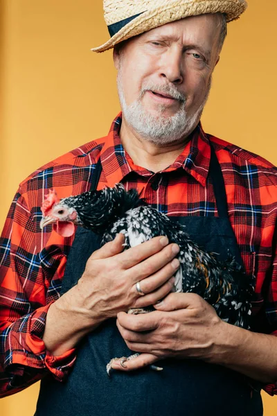 sad unhappy man is holding hurted hen