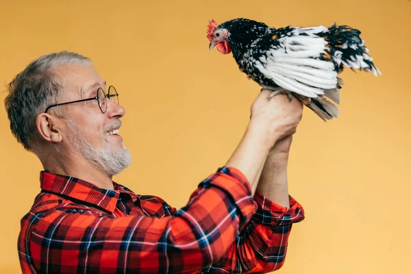 Viejo positivo sosteniendo un gallo — Foto de Stock