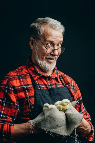 Veterinário velho lindo vai curar galinhas pequenas — Fotografia de Stock