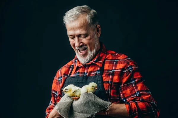 Velho homem positivo com galinhas recém-eclodidas — Fotografia de Stock