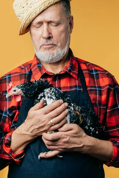 Viejo canoso magnífico hombre siente pena por una gallina — Foto de Stock
