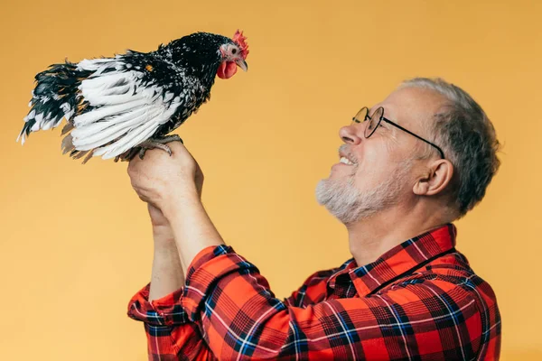 Positive grey-haired scientist studing a hen — Stock Photo, Image