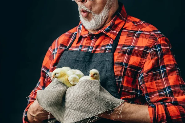 늙은 농부가 작은 닭에게 노래를 부르고 있다. — 스톡 사진