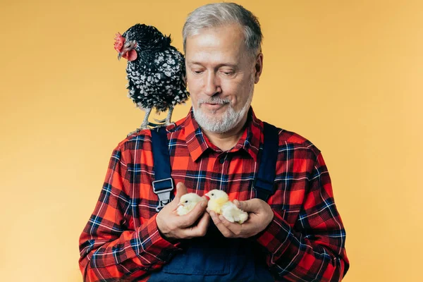 pensive senior farmer holding chickens isolated on the yellow background