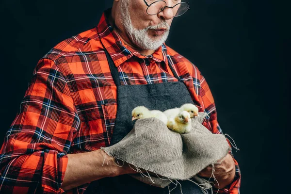 Surpreendido velho agricultor encontrou pequenas galinhas doces — Fotografia de Stock