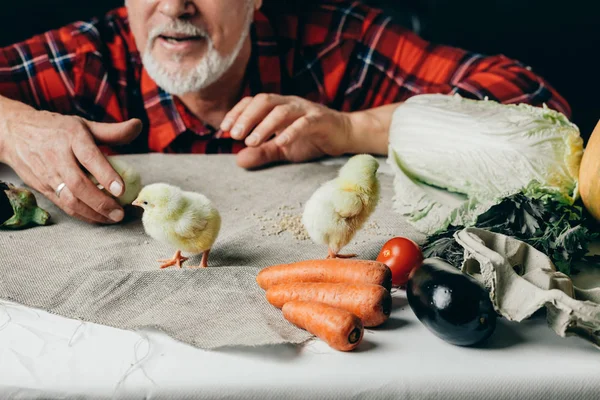 Vieil homme regarde les petits poulets jaunes marcher sur la table — Photo