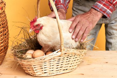 Bakım yerli hen ile dokunarak olgun erkek çiftçi orta bölüm görünümü