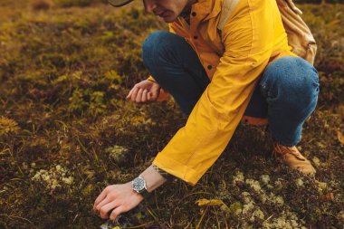 Sarı ceketli ve şapkalı genç adam yabanmersini toplamaktan hoşlanıyor.