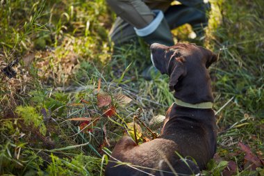 Çimenlerde oturan siyah köpek avcısı.