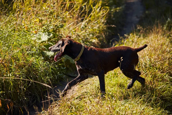 Krásná lovecká psí labradorka. Boční pohled — Stock fotografie