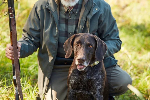 Портрет охотничьей собаки, сидящей на земле в лесу — стоковое фото