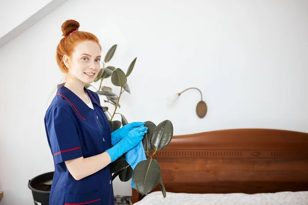 La joven limpia el polvo de las hojas verdes de ficus con un paño suave. — Foto de Stock