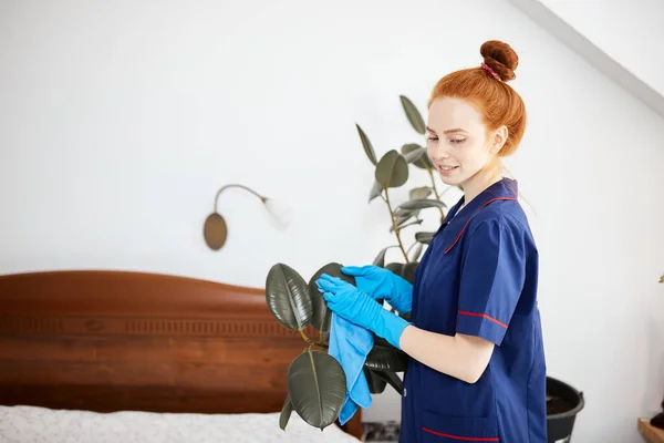 De jonge vrouw veegt het stof van de groene bladeren van ficus met zachte doek. — Stockfoto