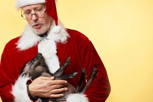 Reifer Weihnachtsmann mit kleinem schwarzen Schweinchen. Chinesisches Symbol des neuen Jahres 2019 — Stockfoto