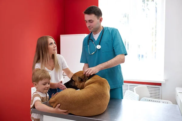 Дбайливий ветеринар турбується про здоров'я собак — стокове фото