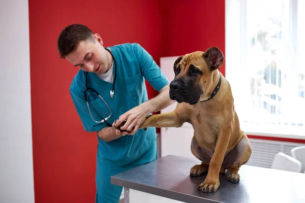 Medico veterinario fiducioso controllando le unghie del cane — Foto Stock