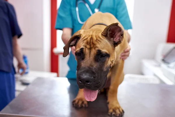 Médico veterinário útil fazendo check-up de um cão — Fotografia de Stock