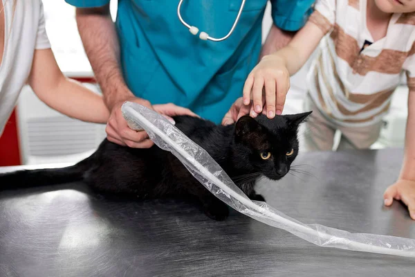 Jovem veterinário habilidoso cortado está examinando um animal — Fotografia de Stock
