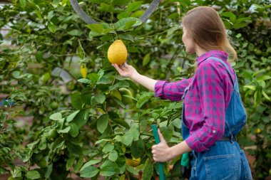Ağaçtan limon tutan bir kadın