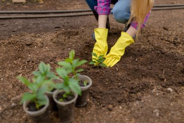 Kadınların elleri çiçekleri yakıyor