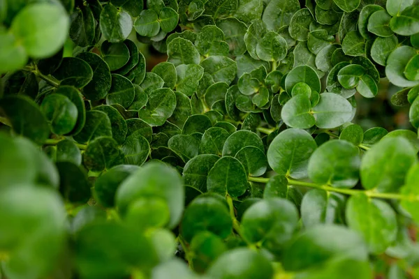Foglie verdi fresche dopo la pioggia in giardino — Foto Stock