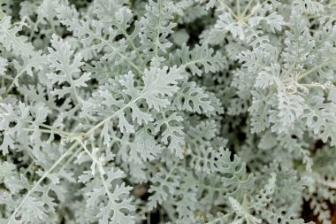 Güzel, sıra dışı çiçek, yakın plan fotoğraf.