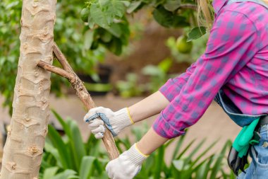 Genç bahçıvan sopayı meyve ağacına yaslıyor.