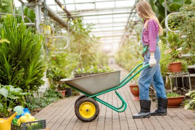 Bahçıvan dolu bir arabayı çekiyor.