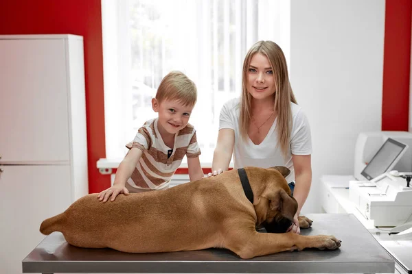 Os proprietários do cão mastim trouxeram-no ao veterinário para uma consulta. — Fotografia de Stock