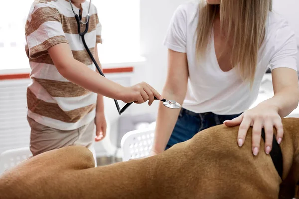 Frau und Junge kontrollieren die Atemluft der Hunde, benutzen ein Stethoskop — Stockfoto