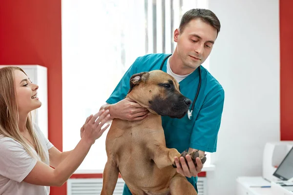 Söt hund undersöks av säker manlig veterinär — Stockfoto