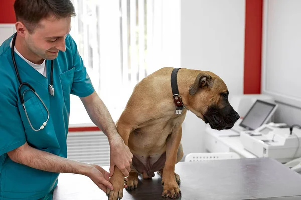 Yardımcı veteriner köpek tırnaklarını ve bacaklarını kontrol ediyor. — Stok fotoğraf