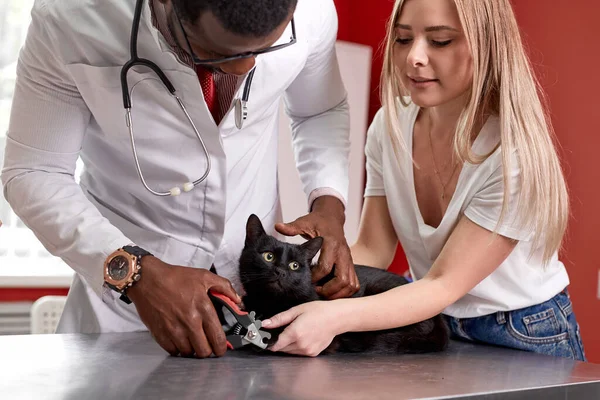 Kediler tırnak törpülüyor. Kedi tırnağı kesiyorum. Veteriner — Stok fotoğraf