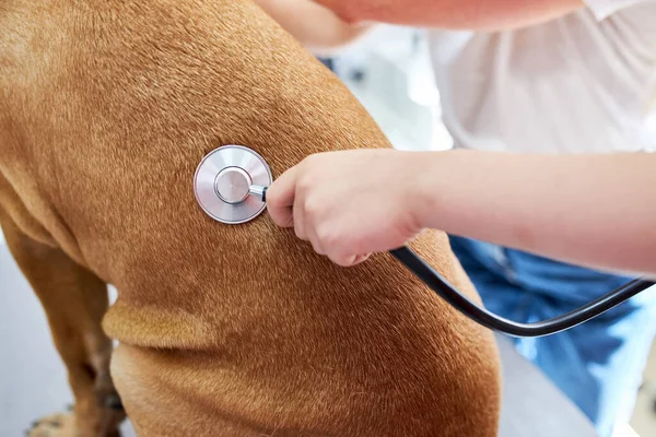 Close-up de mãos veterinárias verificando cão por estetoscópio na clínica — Fotografia de Stock