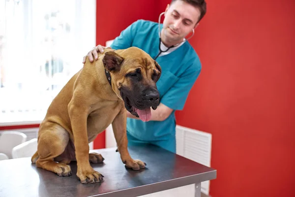 Hasta köpek steteskop kullanılarak veteriner tarafından muayene edilir. — Stok fotoğraf