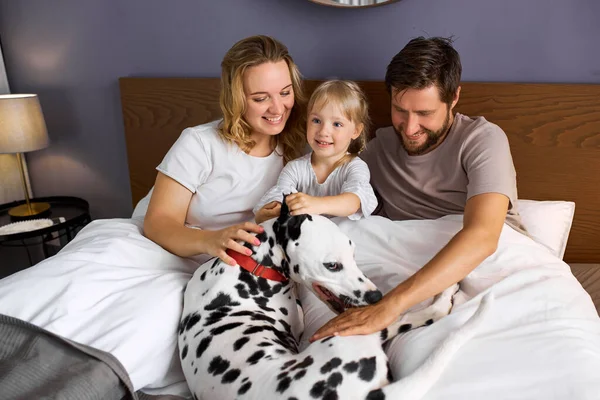 Cão de estimação dalmatian é o membro da família caucasiana amigável — Fotografia de Stock